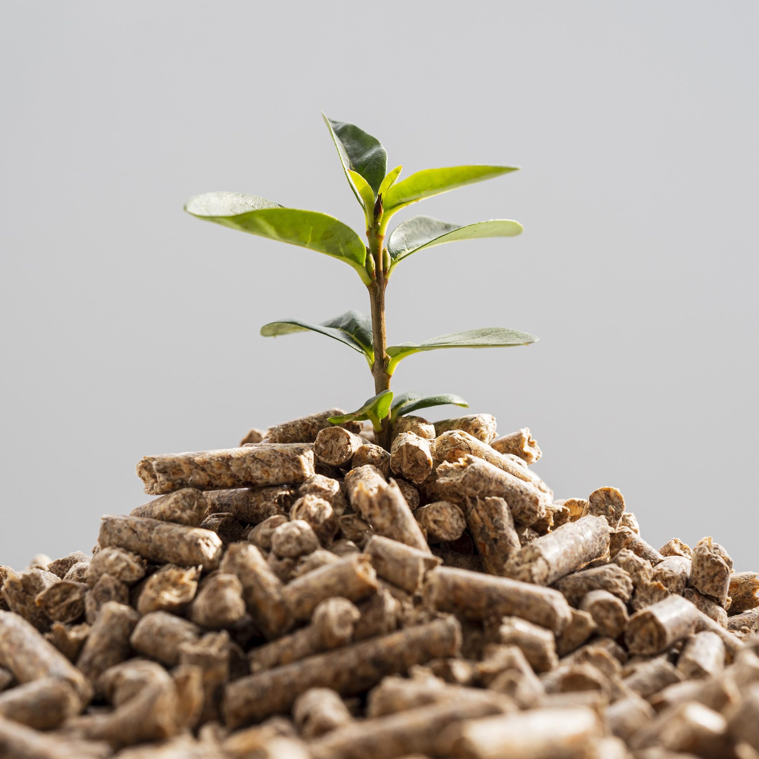planta-que-crece-partir-de-pellets